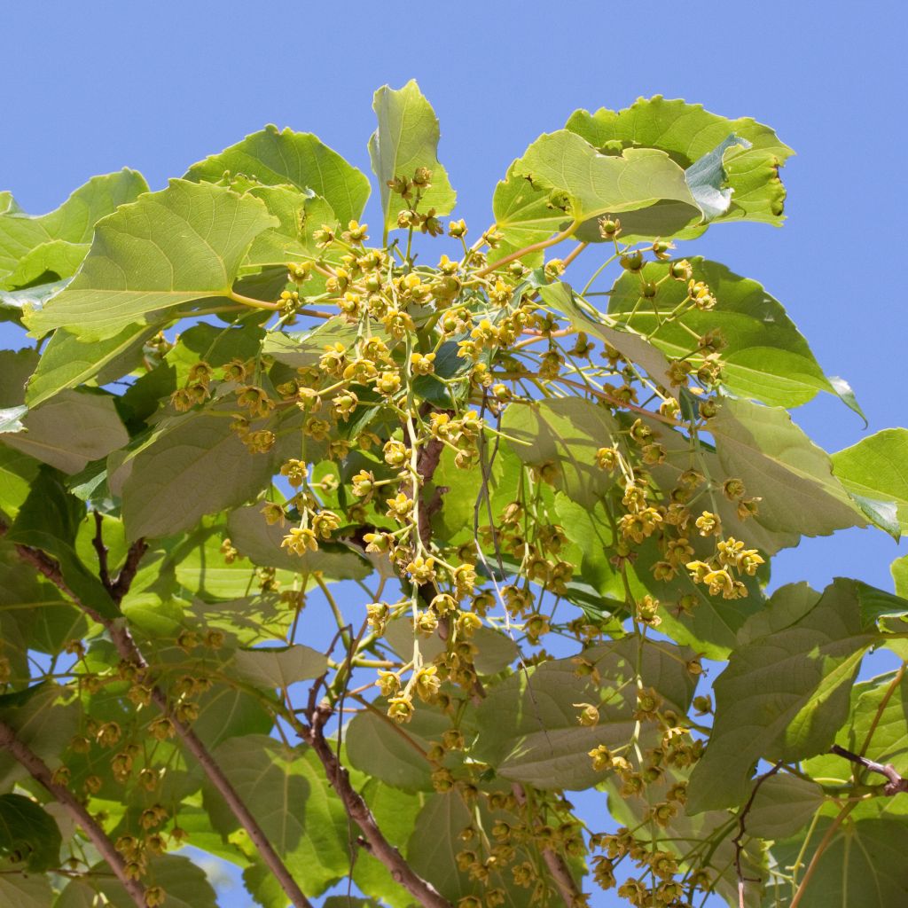 Iigiripuu - Idesia polycarpa