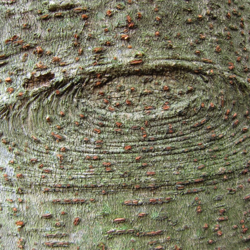 Iigiripuu - Idesia polycarpa