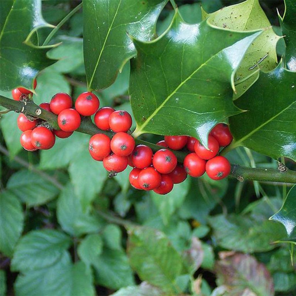 Euroopanorjanlaakeri - Ilex aquifolium
