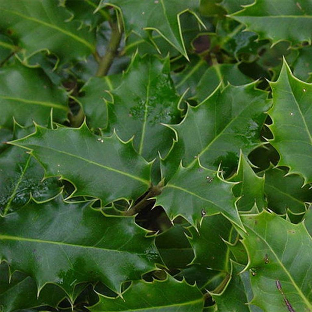 Euroopanorjanlaakeri - Ilex aquifolium