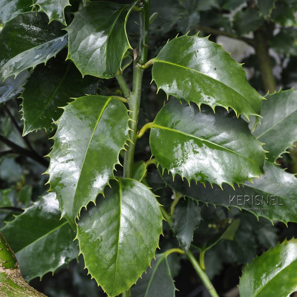 Orjanlaakeri Castaenifolia