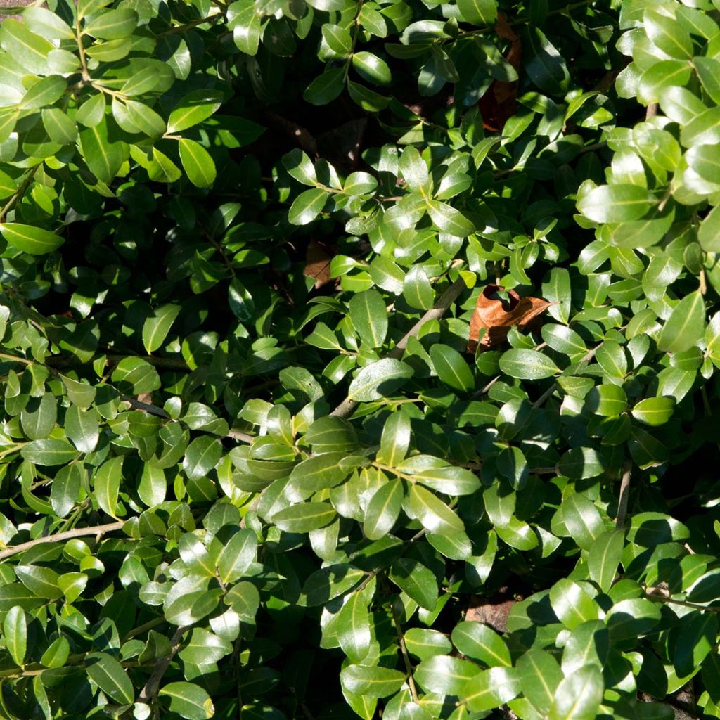 Japaninorjanlaakeri Green Hedge