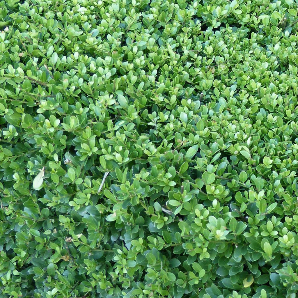 Japaninorjanlaakeri Dark Green