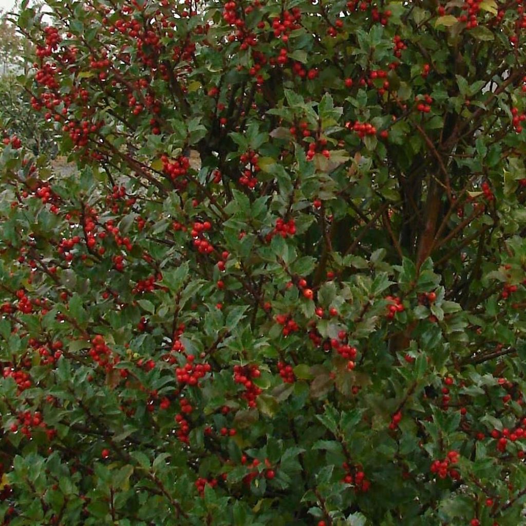 Pihaorjanlaakeri Heckenstar