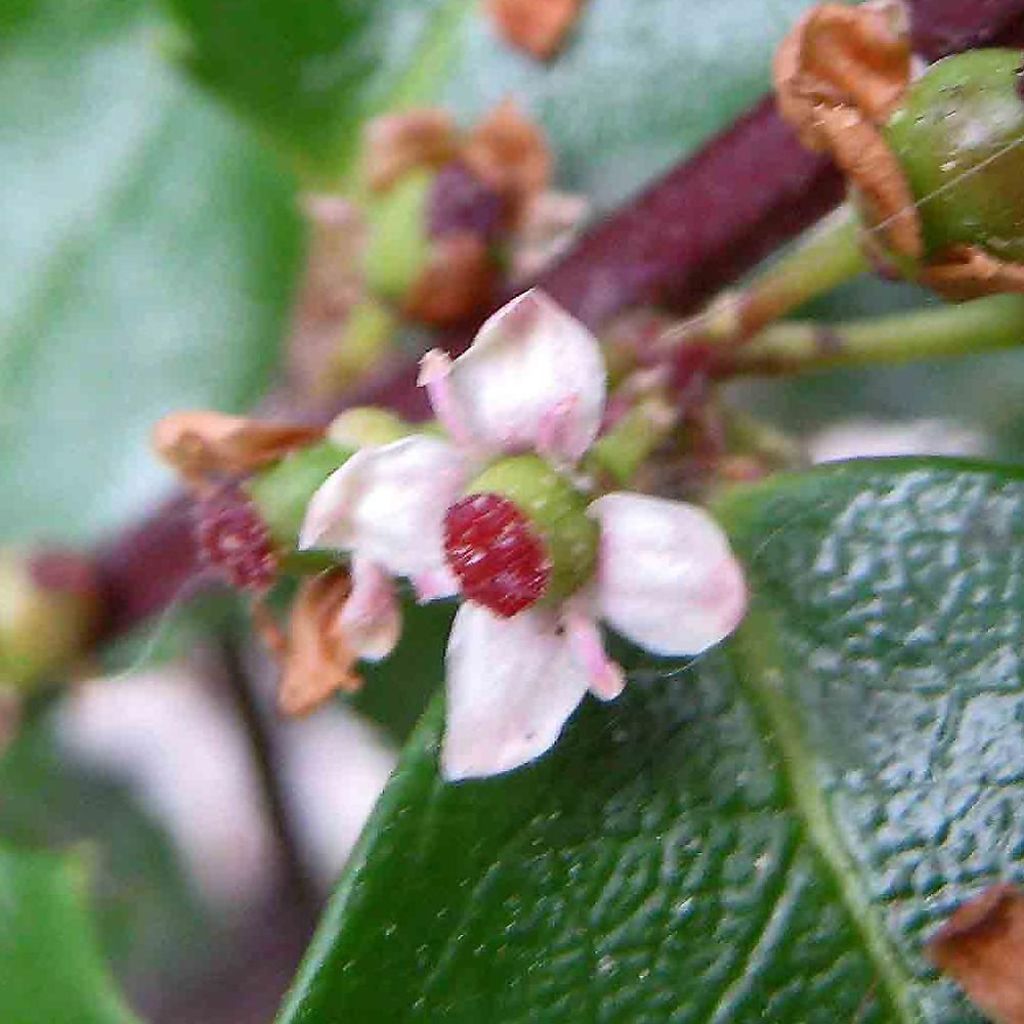 Pihaorjanlaakeri Heckenstar