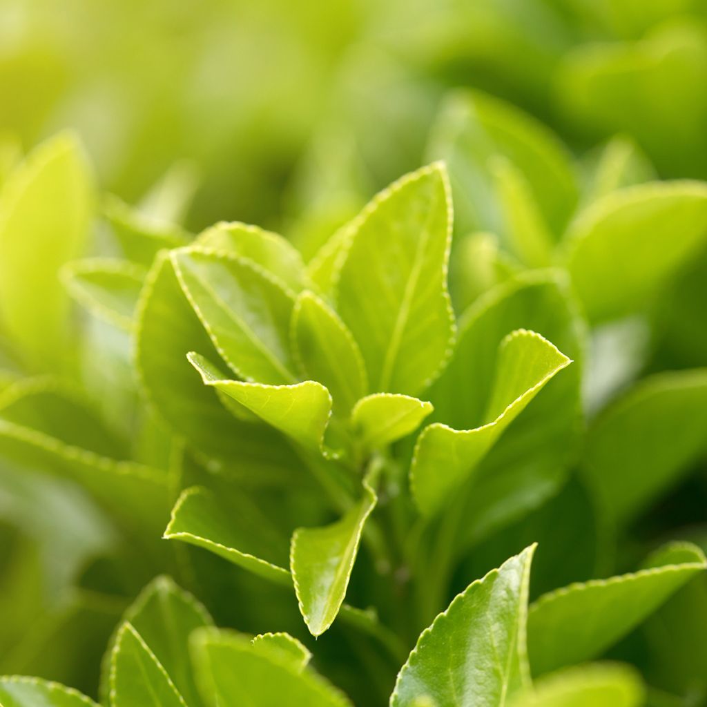 Orjanlaakeri - Ilex setchuenensis