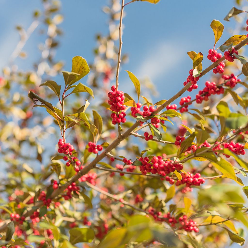 Kesälaakeri - Ilex verticillata