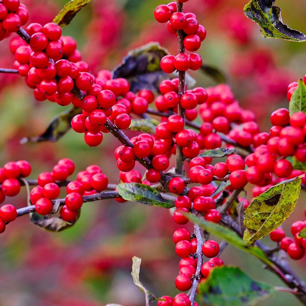 Kesälaakeri - Ilex verticillata