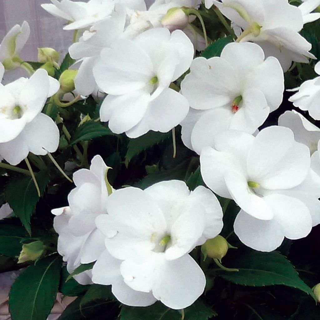 Sateenkaaripalsami SunPatiens Vigorous Clear White