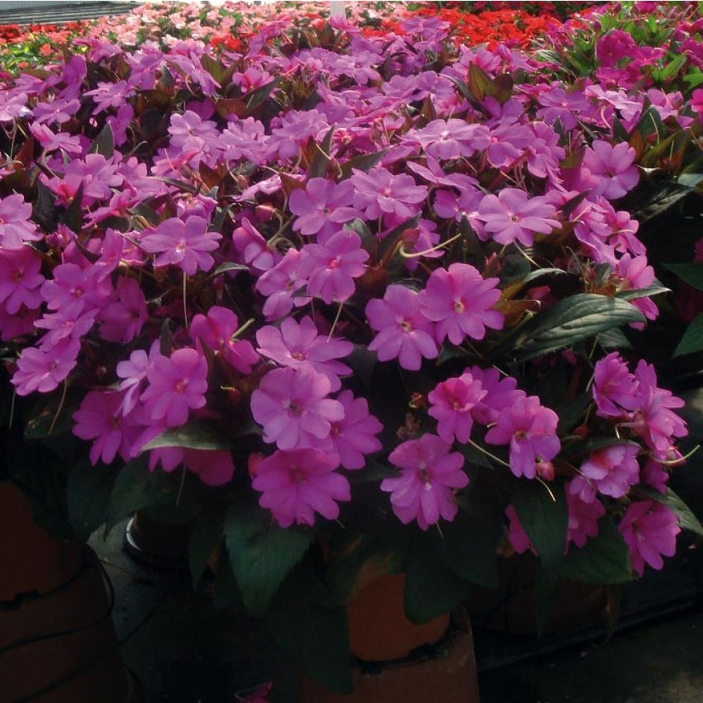 Sateenkaaripalsami SunPatiens Vigorous Lavender