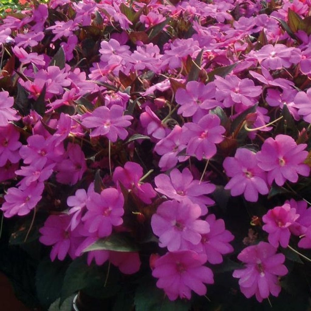Sateenkaaripalsami SunPatiens Vigorous Lavender
