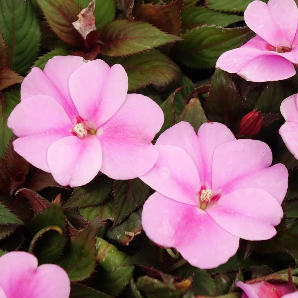 Sateenkaaripalsami SunPatiens Vigorous Lavender