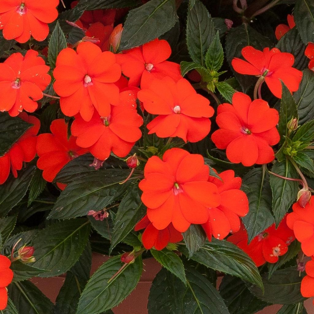 Sateenkaaripalsami SunPatiens Vigorous Orange