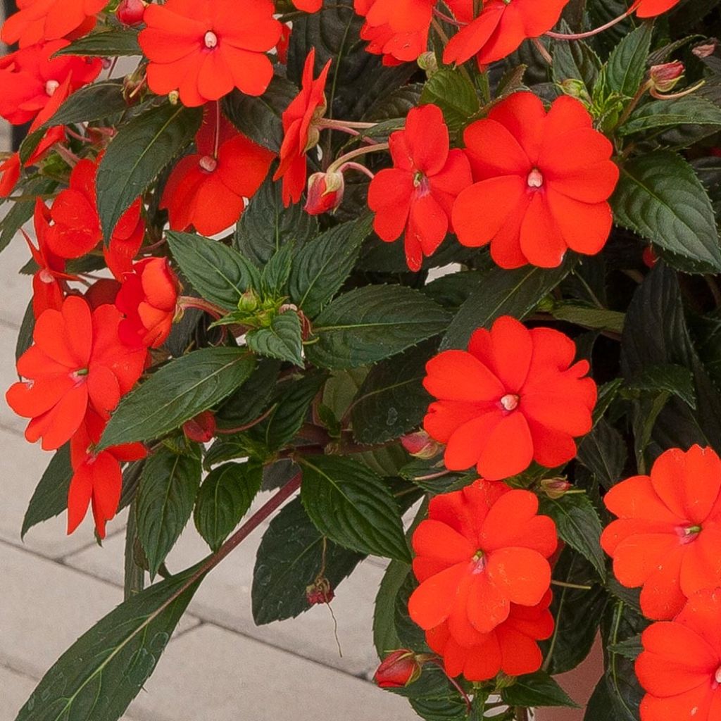 Sateenkaaripalsami SunPatiens Vigorous Orange