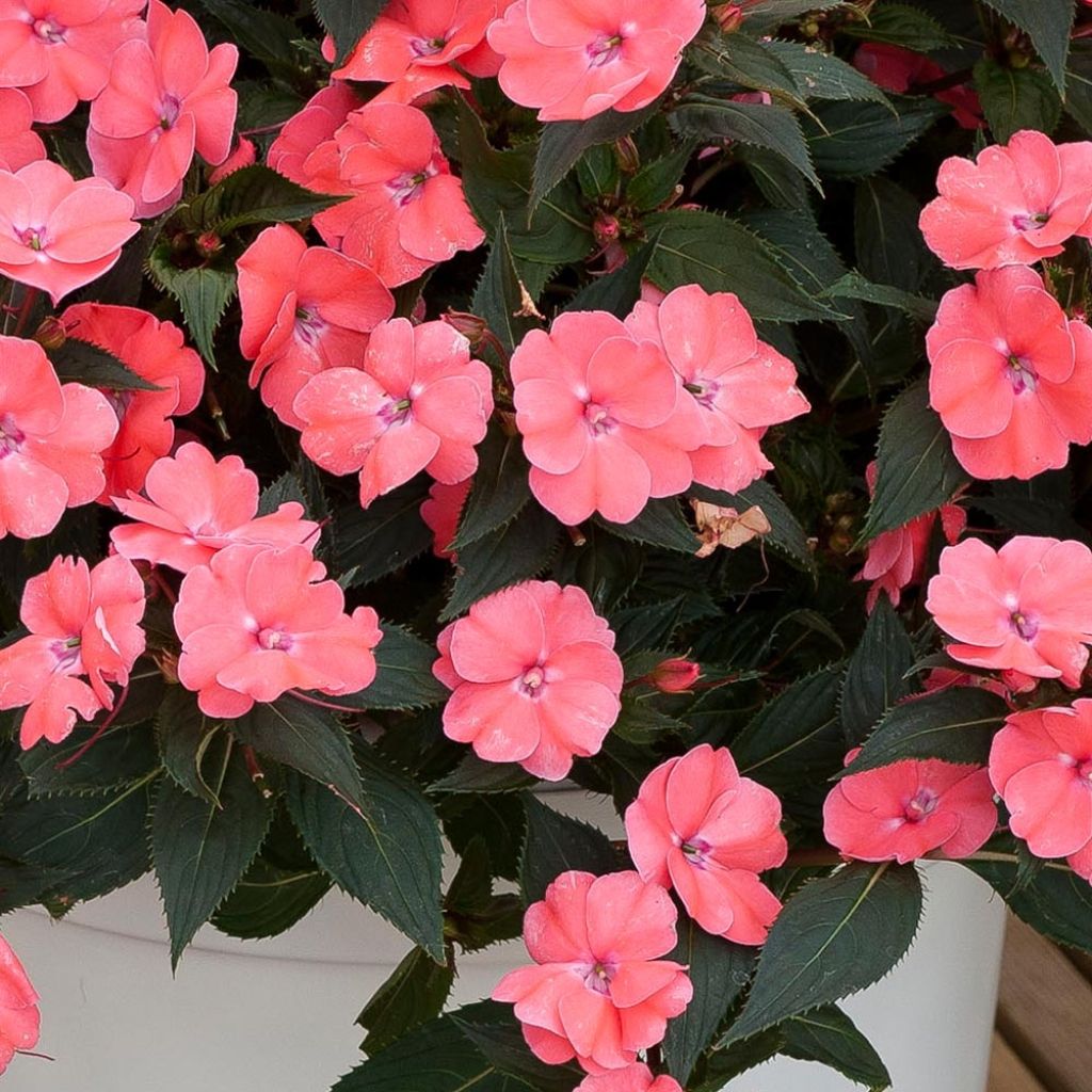 Sateenkaaripalsami SunPatiens Vigorous Pink Pearl