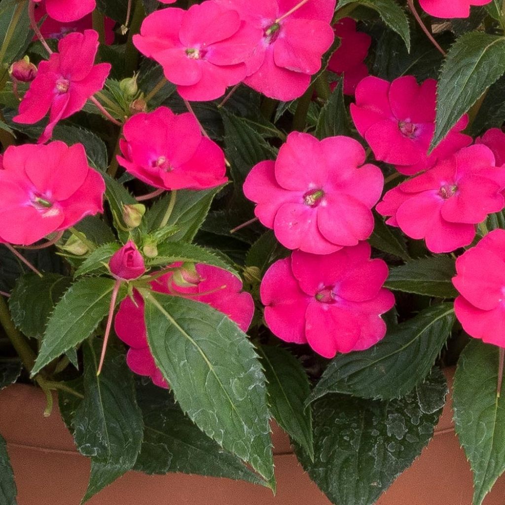 Sateenkaaripalsami SunPatiens Vigorous Rose Pink