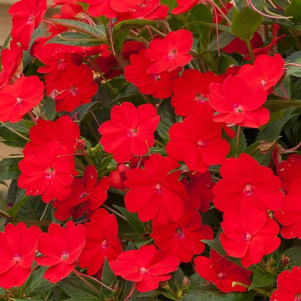 Sateenkaaripalsami SunPatiens Vigorous Scarlet