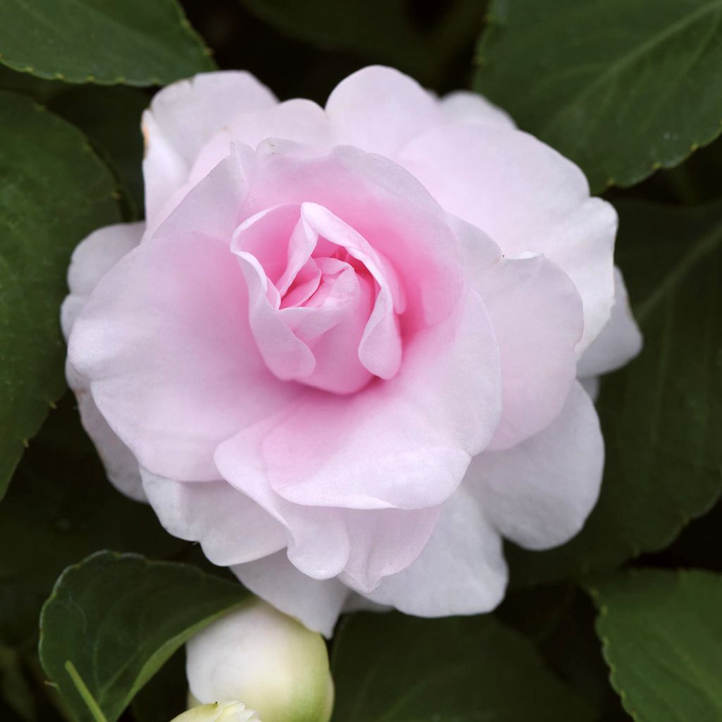 Ahkeraliisa Glimmer Appleblossom