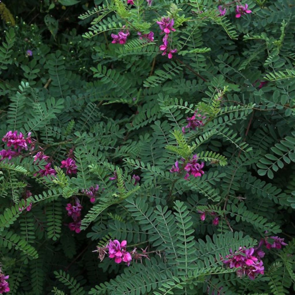 Himalajanindigo - Indigofera heterantha