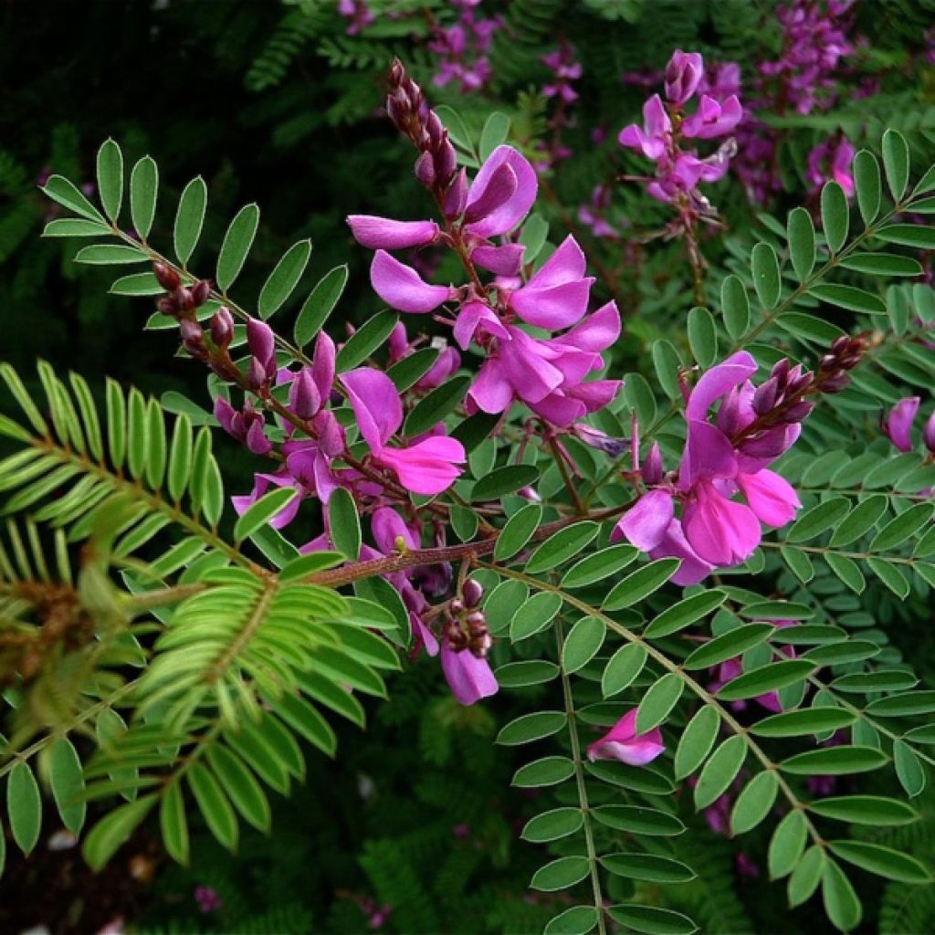 Himalajanindigo - Indigofera heterantha