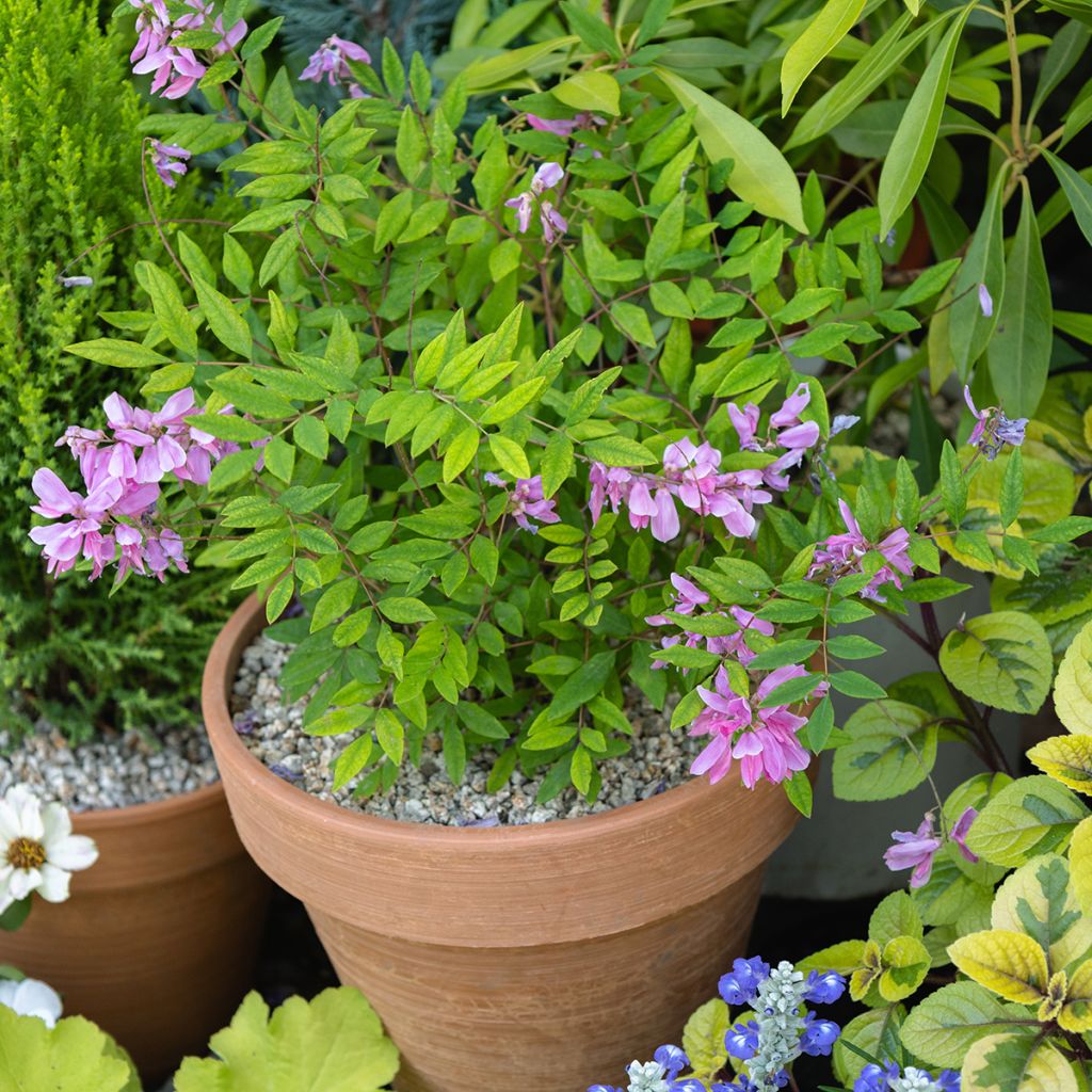 Himalajanindigo - Indigofera heterantha
