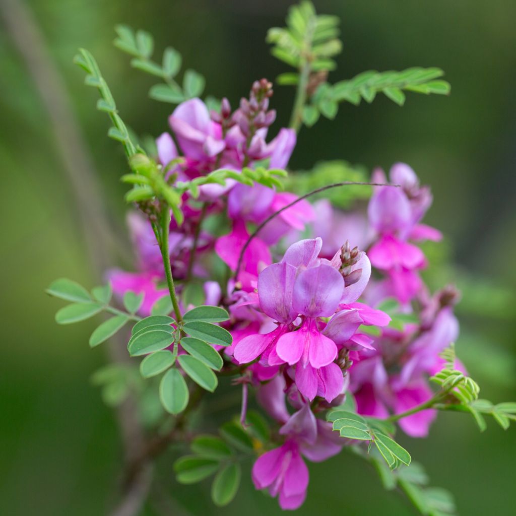 Himalajanindigo - Indigofera heterantha