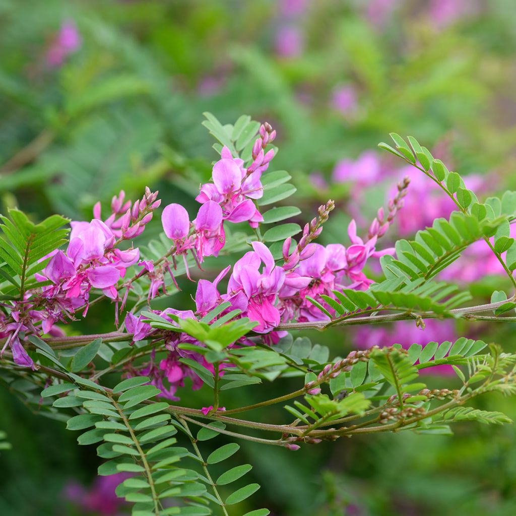 Himalajanindigo - Indigofera heterantha