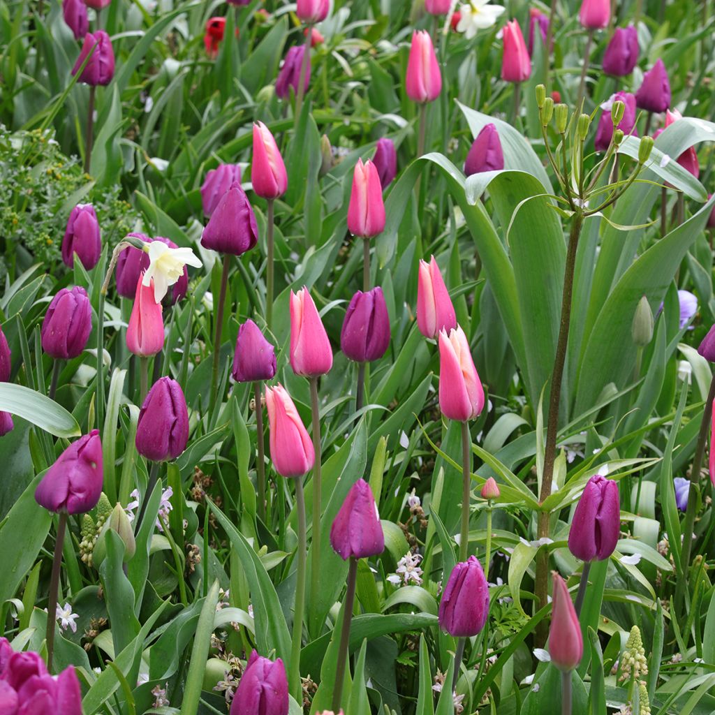 Purppura, pinkki ja valkoinen kevätsipuli -teemakokoelma