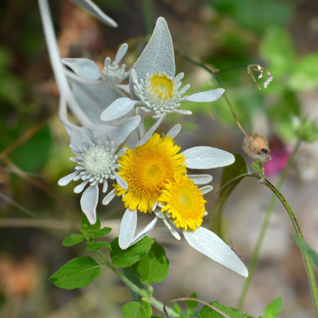Hirvenjuure - Inula candida subsp. verbascifolia