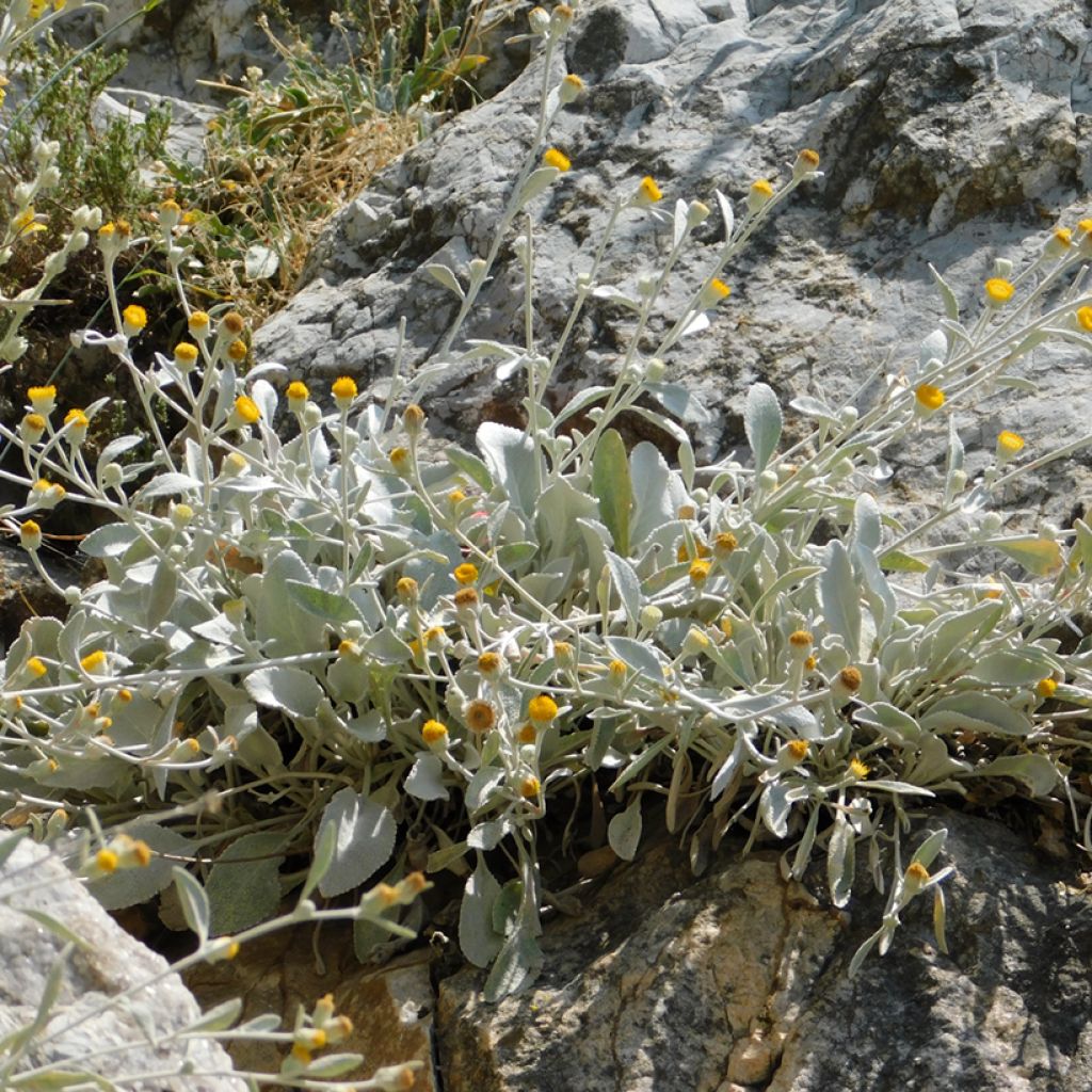 Hirvenjuure - Inula candida subsp. verbascifolia
