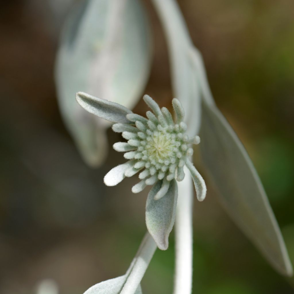 Hirvenjuure - Inula candida subsp. verbascifolia