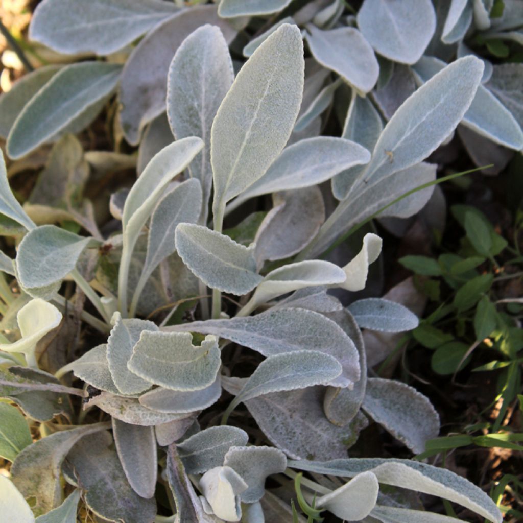 Hirvenjuure - Inula candida subsp. verbascifolia