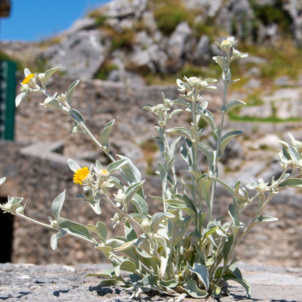 Hirvenjuure - Inula candida subsp. verbascifolia