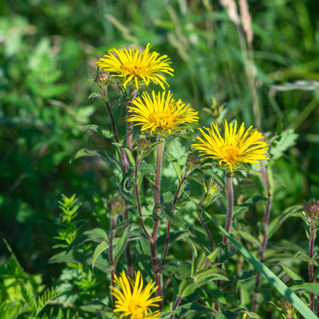 Miekkahirvenjuuri - Inula ensifolia