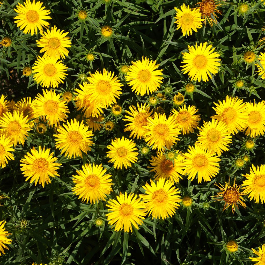 Miekkahirvenjuuri - Inula ensifolia
