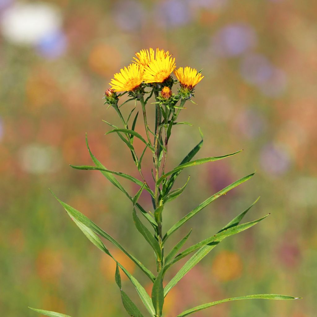 Miekkahirvenjuuri - Inula ensifolia