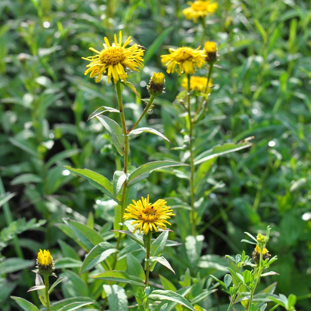 Miekkahirvenjuuri - Inula ensifolia