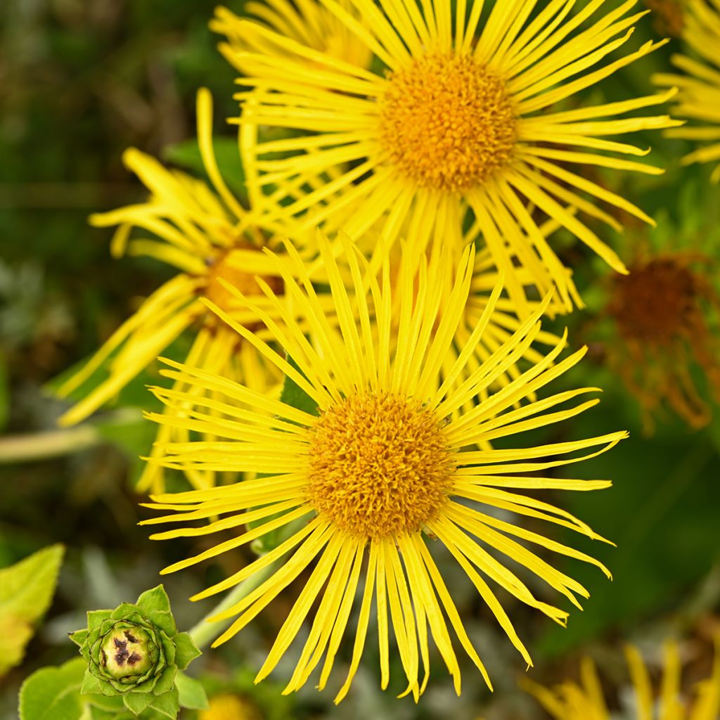 Isohirvenjuuri - Inula helenium