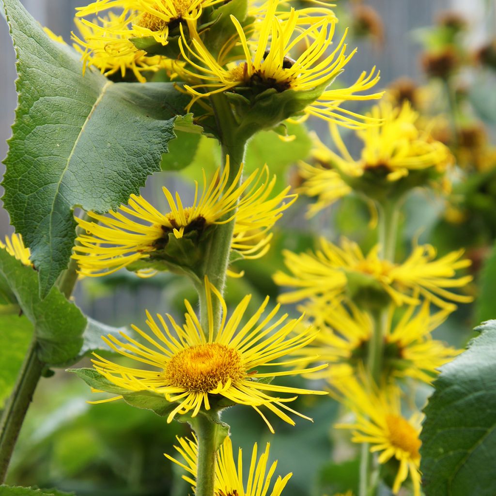 Isohirvenjuuri - Inula helenium