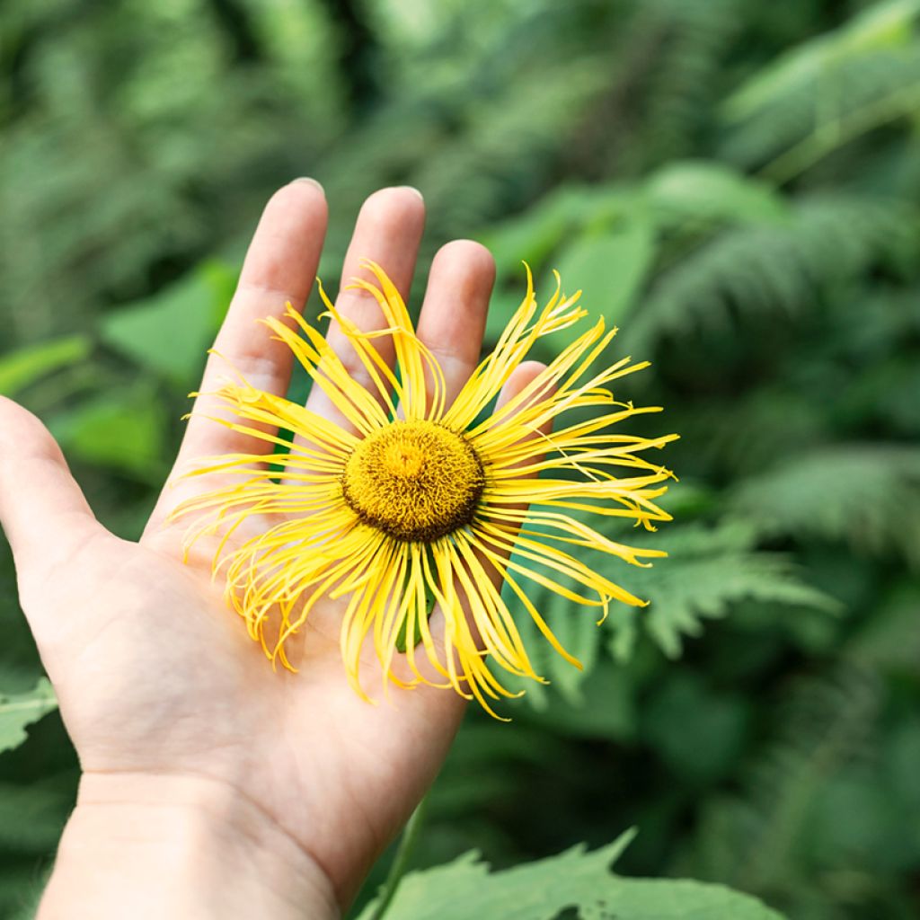 Isohirvenjuuri - Inula helenium