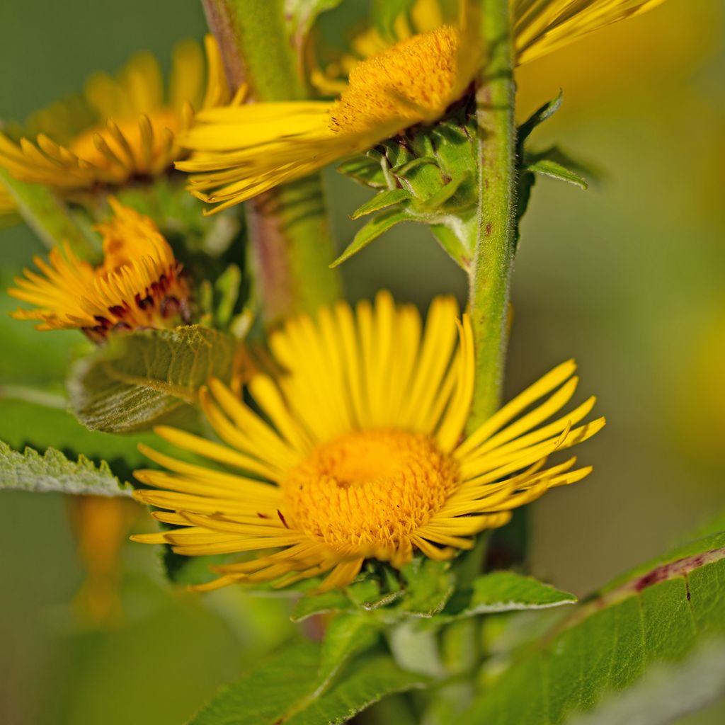 Isohirvenjuuri - Inula helenium