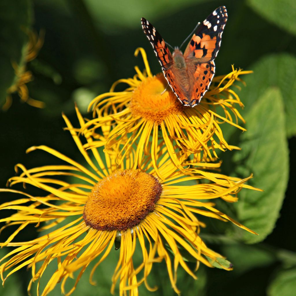 Isohirvenjuuri - Inula helenium