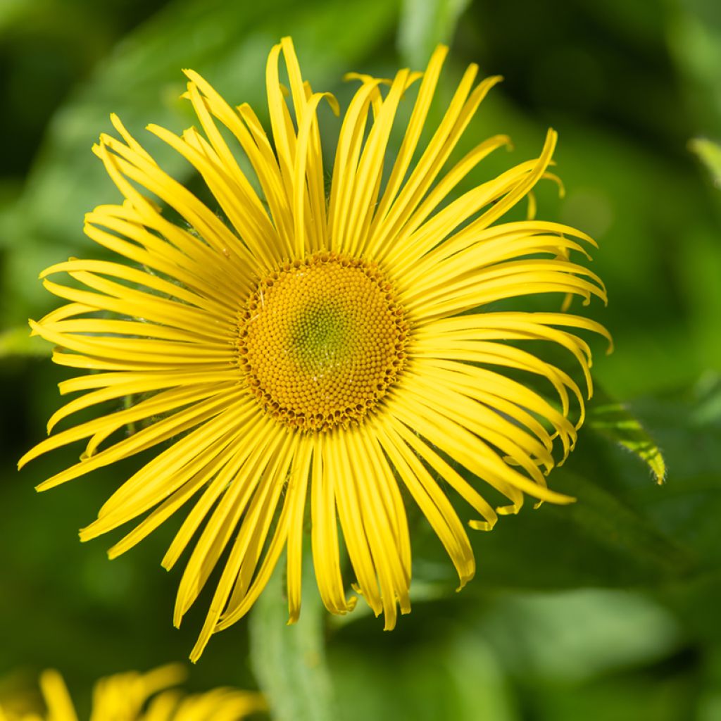 Isohirvenjuuri - Inula helenium