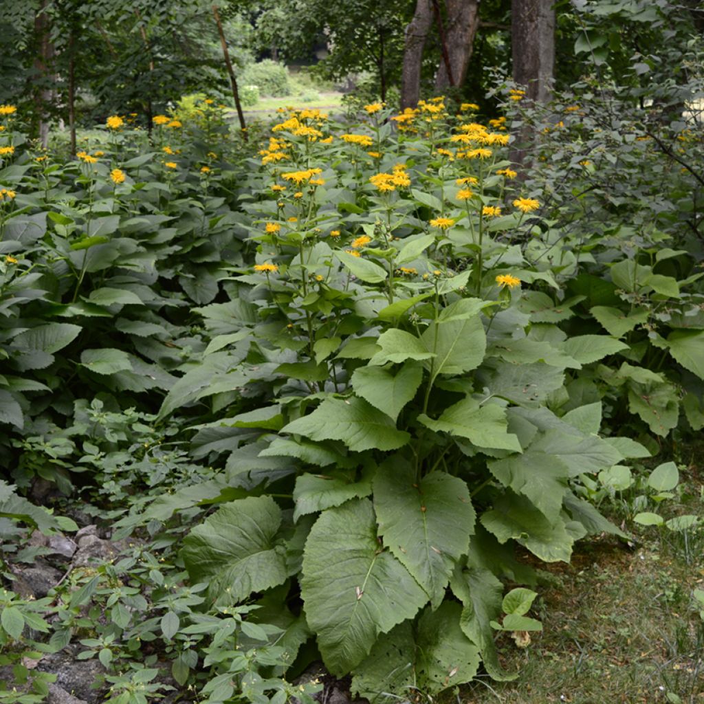 Isohirvenjuuri - Inula helenium