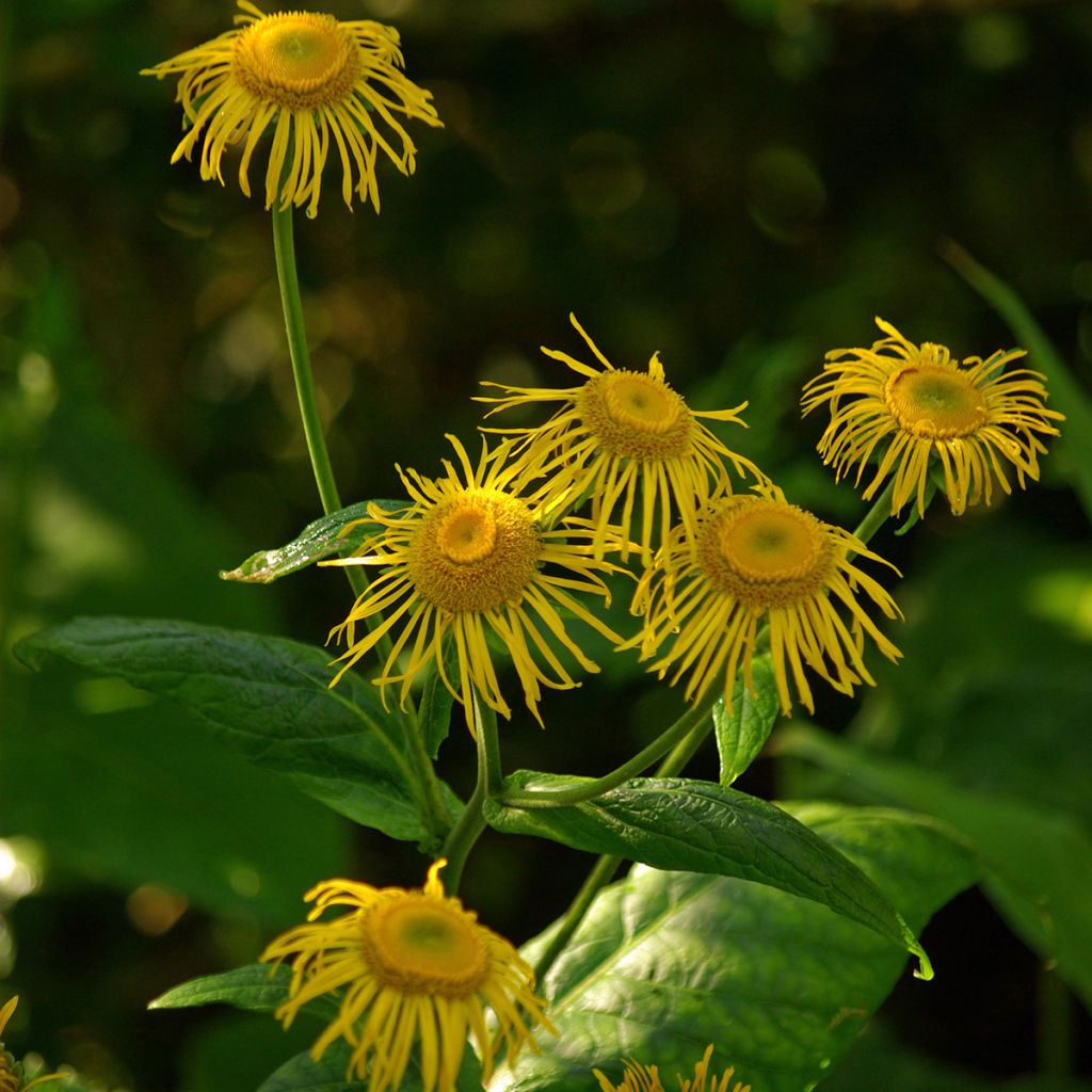 Jättihirvenjuuri - Inula magnifica