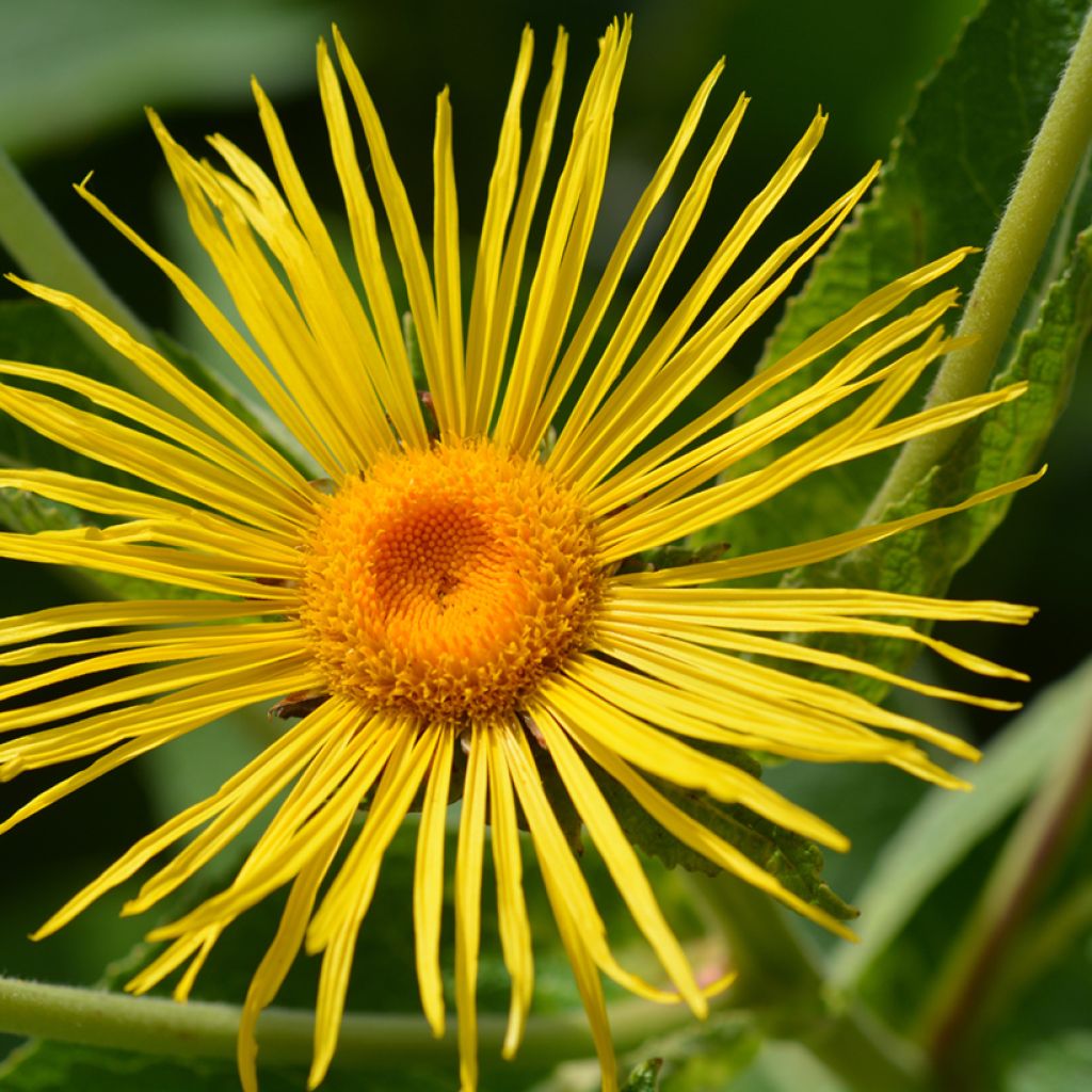 Jättihirvenjuuri - Inula magnifica