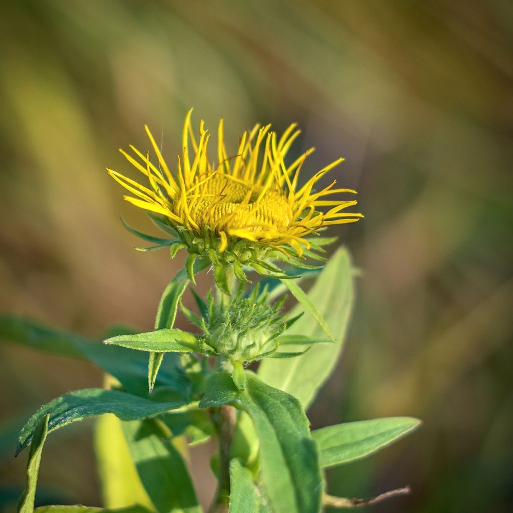 Jättihirvenjuuri - Inula magnifica