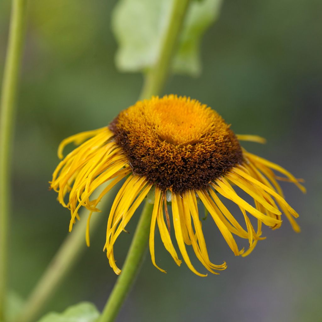 Jättihirvenjuuri - Inula magnifica