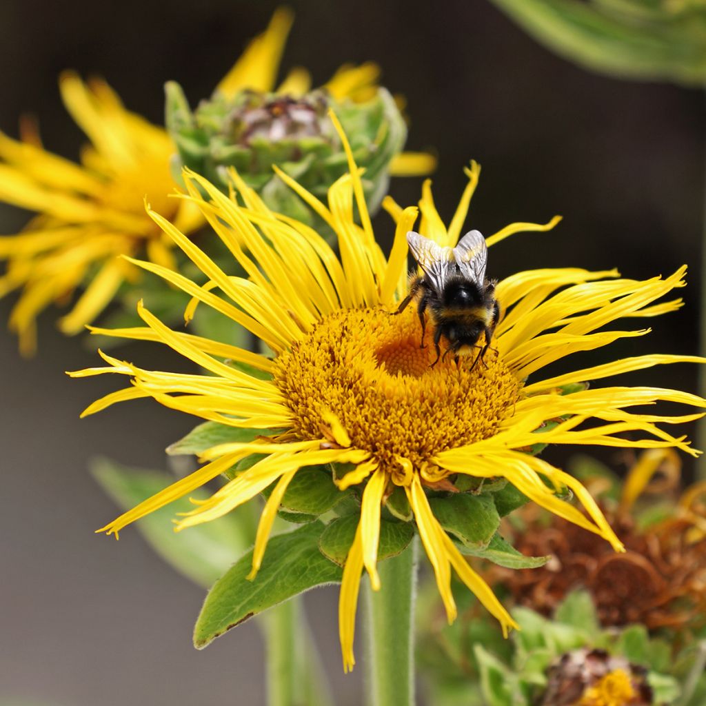 Jättihirvenjuuri - Inula magnifica