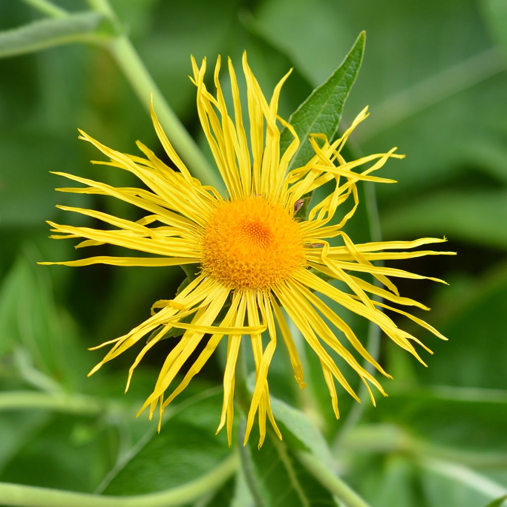 Jättihirvenjuuri - Inula magnifica